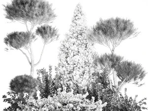 Garden Of Nivaki Thuja Juniper And Barberry 1178 3D Model