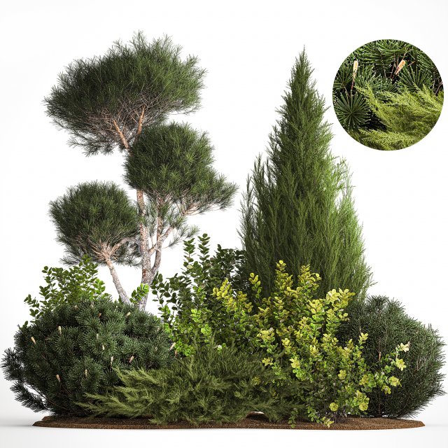 Juniper pine garden thuja and barberry bush 1179 Modèle 3D .c4d .max .obj .3ds .fbx .stl .blend 