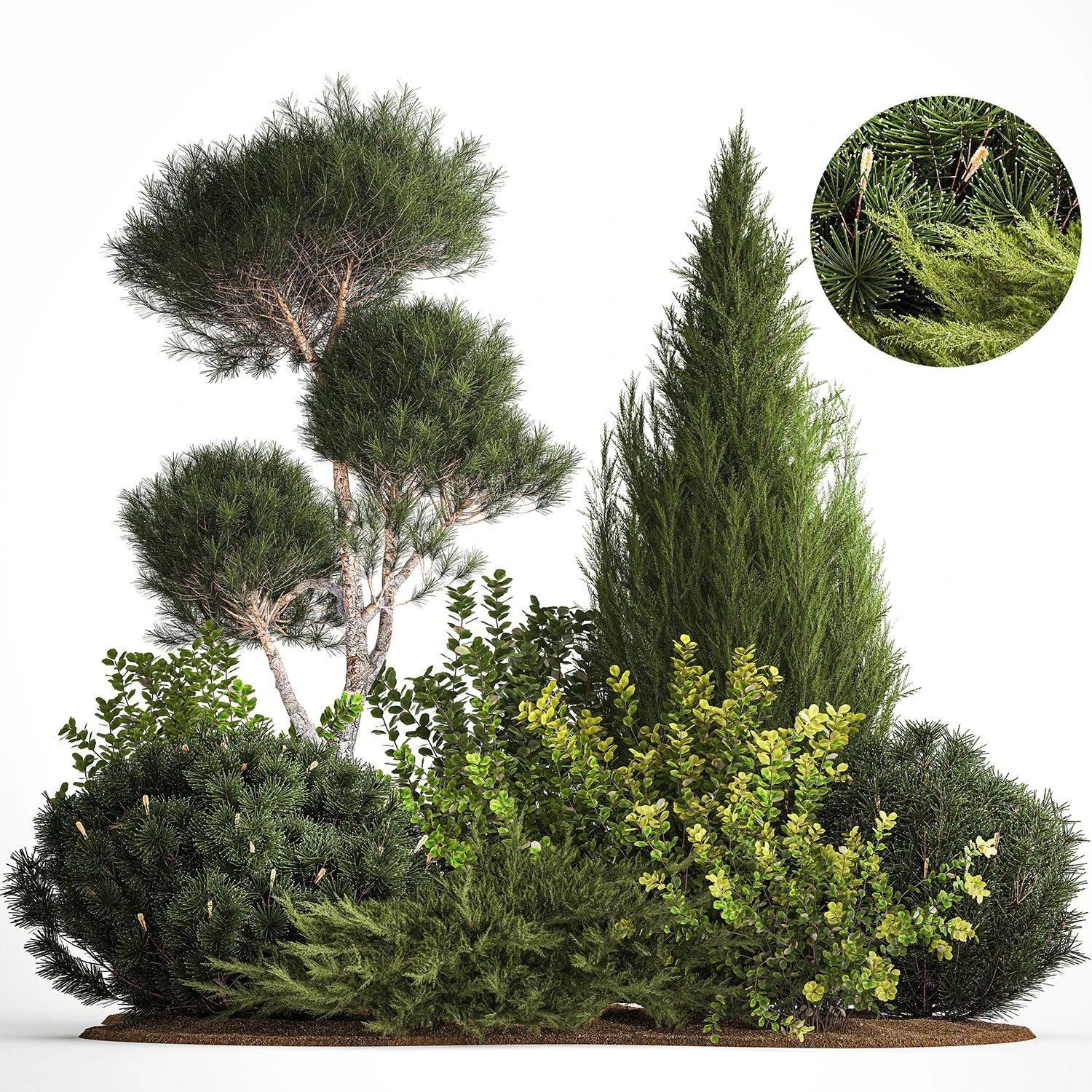 Juniper pine garden thuja and barberry bush 1179 3D Model .c4d .max .obj .3ds .fbx .stl .blend 
