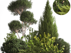 Juniper pine garden thuja and barberry bush 1179 3D Model