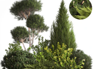 Thuja de jardim de pinheiro zimbro e arbusto de b&eacute;rberis 1179 Modelo 3D