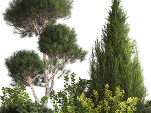 Juniper pine garden thuja and barberry bush 1179 Modèle 3D