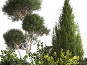Juniper pine garden thuja and barberry bush 1179 3D Model