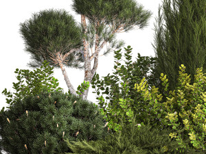 Juniper pine garden thuja and barberry bush 1179 Modèle 3D