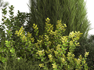 Juniper pine garden thuja and barberry bush 1179 Modèle 3D
