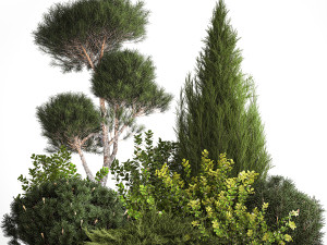 Juniper pine garden thuja and barberry bush 1179 Modèle 3D
