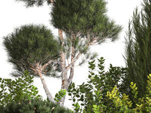 Juniper pine garden thuja and barberry bush 1179 3D Model