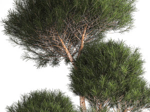 Juniper pine garden thuja and barberry bush 1179 Modèle 3D