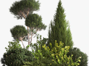 Juniper pine garden thuja and barberry bush 1179 3D Model