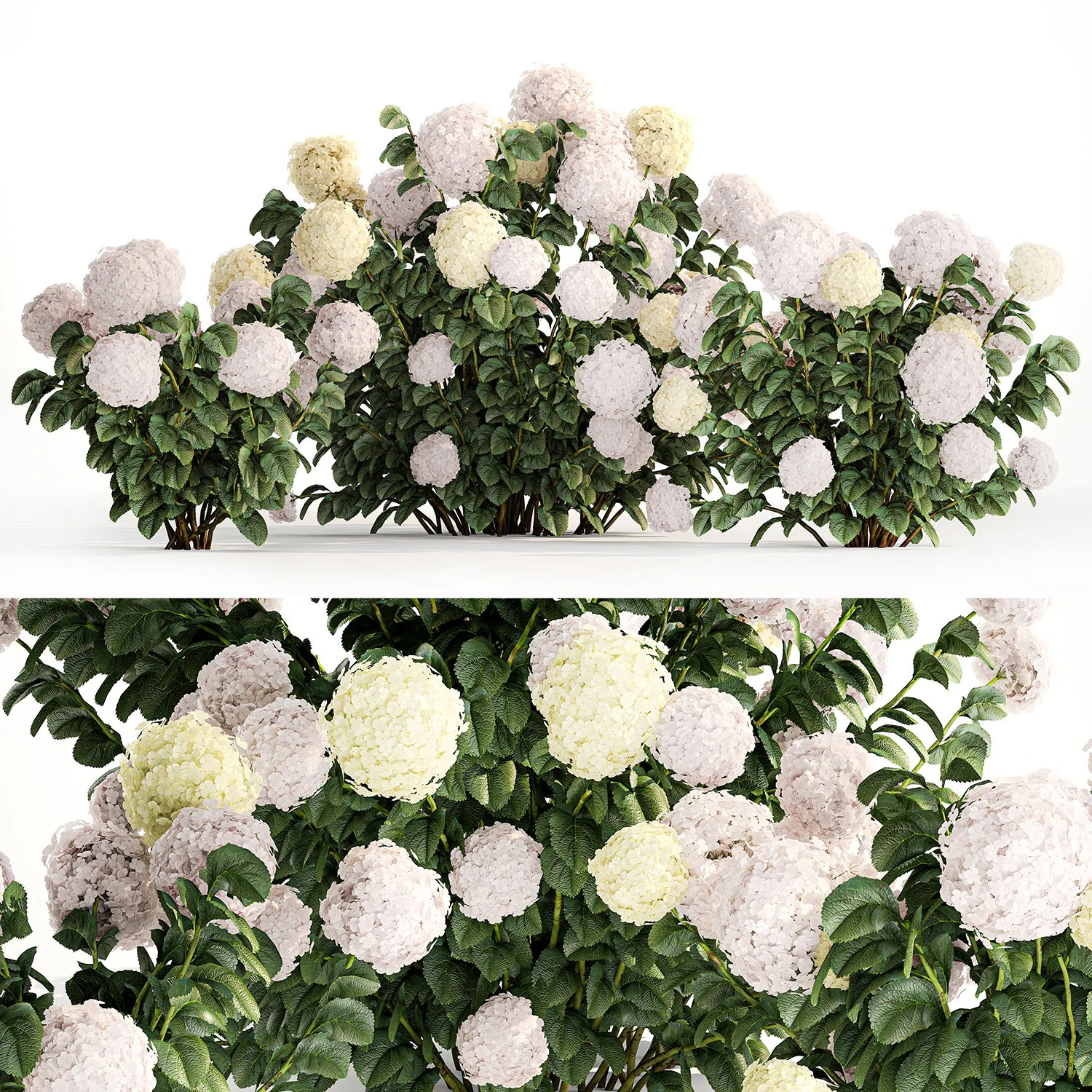 Hydrangea bushes for garden landscaping 1180 3D Model .c4d .max .obj .3ds .fbx .stl .blend 