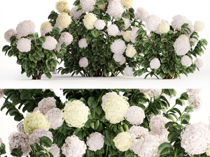 Hydrangea bushes for garden landscaping 1180 3D Model