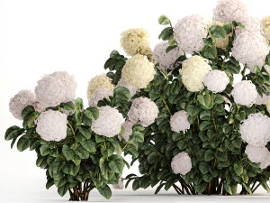 Hydrangea bushes for garden landscaping 1180 3D Model
