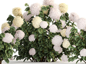 Hydrangea bushes for garden landscaping 1180 Modelo 3D