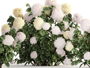 Hydrangea bushes for garden landscaping 1180 3D Model