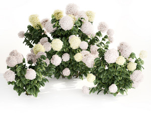 Hydrangea bushes for garden landscaping 1180 Modelo 3D