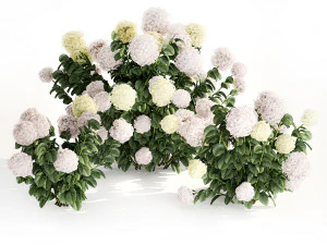 Hydrangea bushes for garden landscaping 1180 3D Model