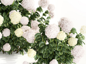 Hydrangea bushes for garden landscaping 1180 Modelo 3D