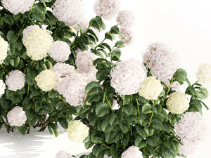 Hydrangea bushes for garden landscaping 1180 3D Model