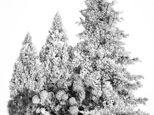 Garden Thuja Spruce Juniper And Hydrangea Bushes 1181 3D Model