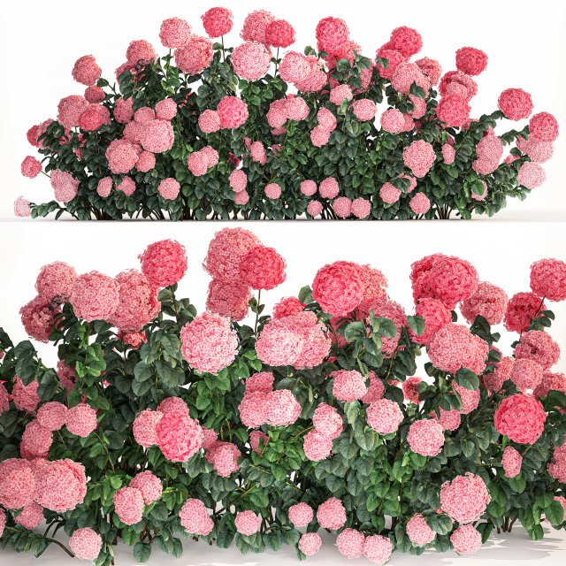 Pink Hydrangea Bushes For Garden Landscaping 1182 Modelo 3D .c4d .max .obj .3ds .fbx .stl .blend 