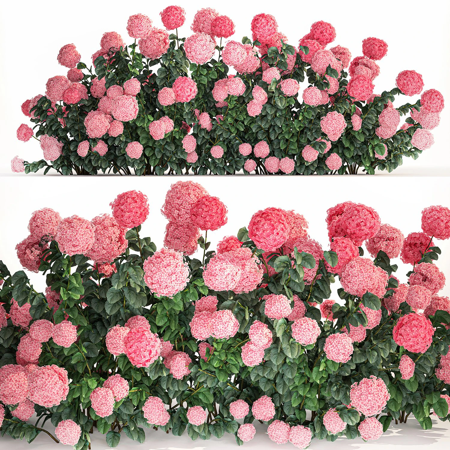 Pink Hydrangea Bushes For Garden Landscaping 1182 3D Model .c4d .max .obj .3ds .fbx .stl .blend 