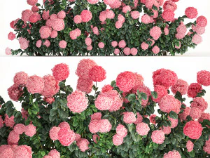花园景观用粉色绣球花灌木 1182 3D 模型