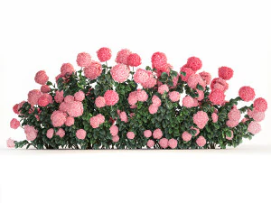 Pink Hydrangea Bushes For Garden Landscaping 1182 3D Model