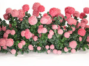 Pink Hydrangea Bushes For Garden Landscaping 1182 3D Model