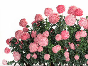 Pink Hydrangea Bushes For Garden Landscaping 1182 Modelo 3D