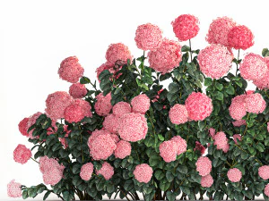 Pink Hydrangea Bushes For Garden Landscaping 1182 3D Model
