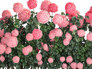Pink Hydrangea Bushes For Garden Landscaping 1182 Modelo 3D