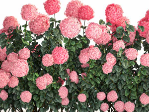 Pink Hydrangea Bushes For Garden Landscaping 1182 3D Model