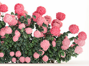 Pink Hydrangea Bushes For Garden Landscaping 1182 Modelo 3D