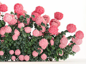 Pink Hydrangea Bushes For Garden Landscaping 1182 3D Model