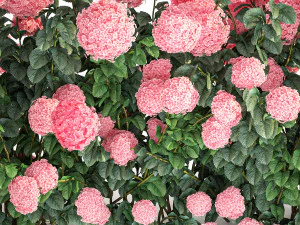Pink Hydrangea Bushes For Garden Landscaping 1182 3D Model