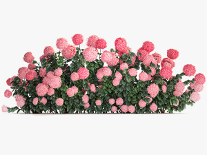 Pink Hydrangea Bushes For Garden Landscaping 1182 Modelo 3D