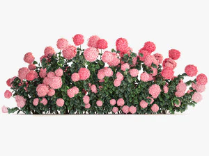 Pink Hydrangea Bushes For Garden Landscaping 1182 3D Model