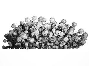 Pink Hydrangea Bushes For Garden Landscaping 1182 Modelo 3D