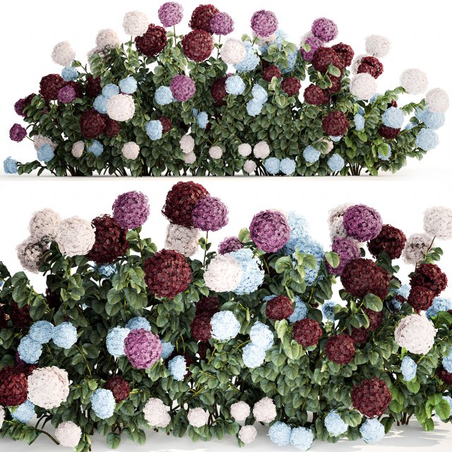 Hydrangea Bushes For Garden Landscaping 1183 Model 3D .c4d .max .obj .3ds .fbx .stl .blend 