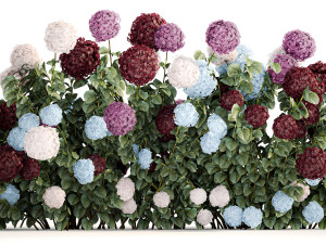Hydrangea Bushes For Garden Landscaping 1183 Model 3D