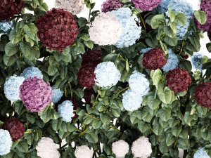 Hydrangea Bushes For Garden Landscaping 1183 Model 3D