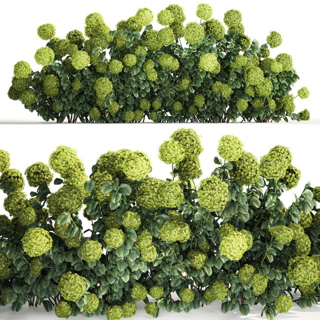 Green Hydrangea Bushes For Garden Landscaping 1184 3D Model .c4d .max .obj .3ds .fbx .stl .blend 