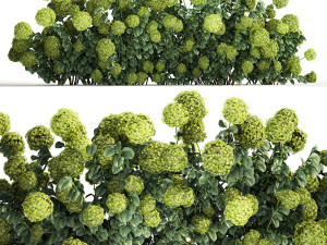 Green Hydrangea Bushes For Garden Landscaping 1184 3D Model
