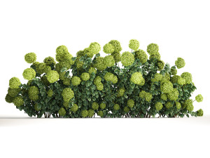 Green Hydrangea Bushes For Garden Landscaping 1184 3D Model