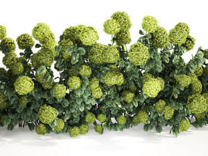 Green Hydrangea Bushes For Garden Landscaping 1184 3D Model