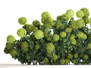 Green Hydrangea Bushes For Garden Landscaping 1184 3D Model