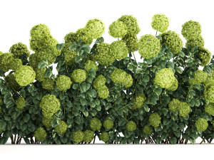 Green Hydrangea Bushes For Garden Landscaping 1184 3D Model
