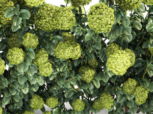 Green Hydrangea Bushes For Garden Landscaping 1184 3D Model