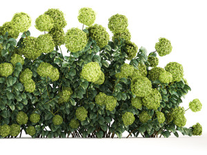 Green Hydrangea Bushes For Garden Landscaping 1184 3D Model