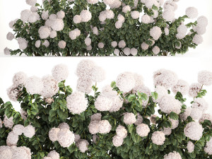 White Hydrangea Bushes For Garden Landscaping 1185 3D Model